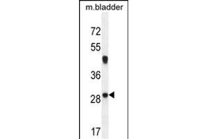 NCALD Antibody (C-term) (ABIN654452 and ABIN2844186) western blot analysis in mouse bladder tissue lysates (35 μg/lane). (NCALD antibody  (C-Term))