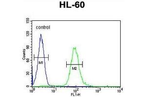 CSF2 Antibody (Center) flow cytometric analysis of HL-60 cells (right histogram) compared to a negative control cell (left histogram).