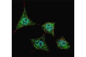 Immunofluorescence (IF) image for anti-BCL2-Associated Agonist of Cell Death (BAD) (pSer99) antibody (ABIN3030130)