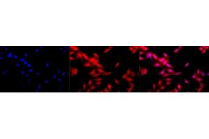 Immunocytochemistry/Immunofluorescence analysis using Rat Anti-HSF1 Monoclonal Antibody, Clone 10H8 (ABIN361703 and ABIN361704).