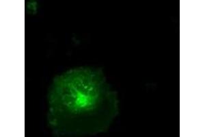 Anti-CD36 mouse monoclonal antibody (ABIN2452887) immunofluorescent staining of COS7 cells transiently transfected by pCMV6-ENTRY CD36 (RC203254). (CD36 antibody)