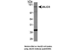 Image no. 1 for anti-Lysine (K)-Specific Demethylase 6B (Kdm6b) (AA 600-650) antibody (ABIN363676)