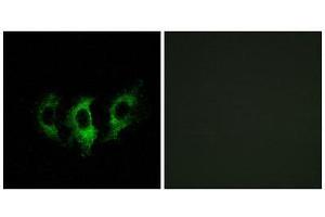 Immunofluorescence (IF) image for anti-G Elongation Factor, Mitochondrial 2 (GFM2) (Internal Region) antibody (ABIN1851286) (GFM2 antibody  (Internal Region))