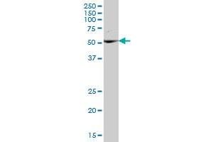 UBXD8 MaxPab polyclonal antibody. (FAF2 antibody  (AA 1-445))