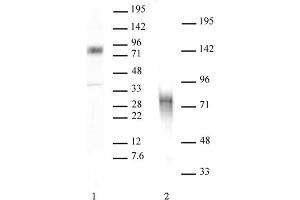 MBD1 antibody tested by Western blot. (MBD1 antibody  (C-Term))