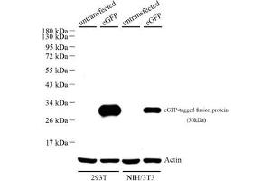 Western blot analysis of eGFP (ABIN7073829),at dilution of 1: 500,Lane 1: 293T cell lysate,Lane 2: 293T with eGFP cell lysate,Lane 3: NIH/3T3 cell lysate,Lane 4: NIH/3T3 with eGFP cell lysate