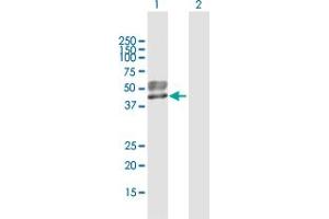 Western Blot analysis of SGK196 expression in transfected 293T cell line by SGK196 MaxPab polyclonal antibody. (SGK196 antibody  (AA 1-350))