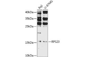 Western blot analysis of extracts of various cell lines, using RPS23 antibody (ABIN7270019) at 1:1000 dilution. (RPS23 antibody  (AA 40-120))