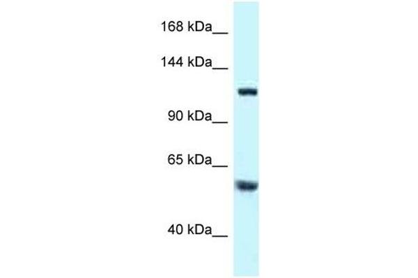 TBCD antibody  (N-Term)