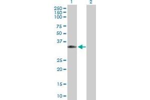Western Blot analysis of CPNE5 expression in transfected 293T cell line by CPNE5 MaxPab polyclonal antibody.