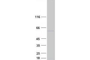 Validation with Western Blot (SERBP1 Protein (Transcript Variant 2) (Myc-DYKDDDDK Tag))