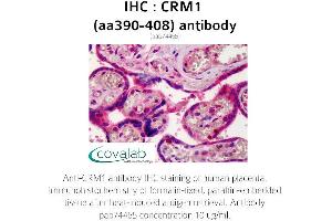 Image no. 1 for anti-Exportin 1 (XPO1) (AA 390-408) antibody (ABIN1733319) (XPO1 antibody  (AA 390-408))
