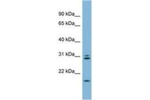 Image no. 1 for anti-Anaphase Promoting Complex Subunit 10 (ANAPC10) (N-Term) antibody (ABIN6742080) (ANAPC10 antibody  (N-Term))