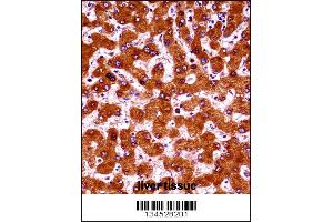 UBE4A Antibody immunohistochemistry analysis in formalin fixed and paraffin embedded human liver tissue followed by peroxidase conjugation of the secondary antibody and DAB staining. (UBE4A antibody  (AA 451-479))