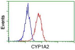 Flow cytometric Analysis of Hela cells, using anti-CYP1A2 antibody (ABIN2452929), (Red), compared to a nonspecific negative control antibody (ABIN2452929), (Blue). (CYP1A2 antibody)