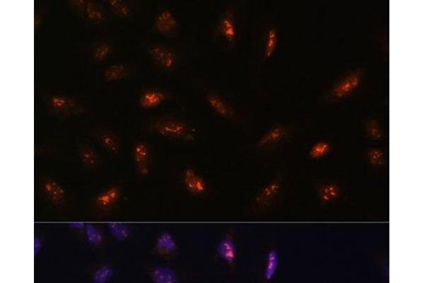 LLPH antibody