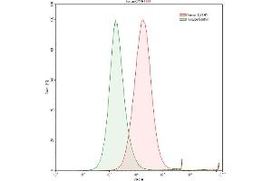 Detection of CYTH1 in Raji human Burkitt's lymphoma cell line using Polyclonal Antibody to Cytohesin 1 (CYTH1) (Cytohesin 1 antibody  (AA 1-398))