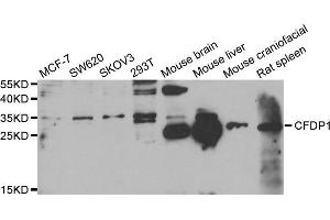 Western Blotting (WB) image for anti-Craniofacial Development Protein 1 (CFDP1) antibody (ABIN1980341) (CFDP1 antibody)