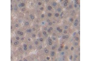 Figure. (NEK2 antibody  (AA 137-400))