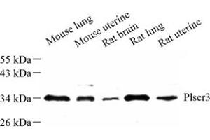 Western blot analysis of plscr3 (ABIN7075071) at dilution of 1: 500 (PLSCR3 antibody)