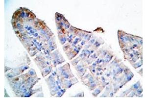 Mouse intestine tissue was stained by Rabbit Anti-Oxyntomodulin (H,M,R) Antibody (OXM antibody)