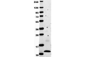 Anti-human MCP-1 by western blot shows detection of recombinant human MCP-1 raised in E. (CCL2 antibody)