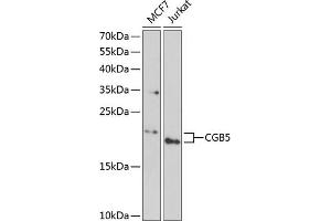 Western blot analysis of extracts of various cell lines, using CGB5 antibody (ABIN6132186, ABIN6138473, ABIN6138474 and ABIN6222148) at 1:1000 dilution. (CGB5 antibody  (AA 20-165))