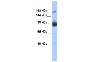INSR antibody (70R-10509) used at 2. (Insulin Receptor antibody  (Middle Region))