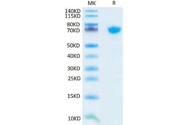 TNFSF15 Protein (Trimer) (His-DYKDDDDK Tag)