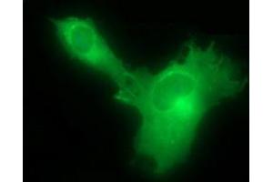 Immunofluorescence (IF) image for anti-Hydroxysteroid (17-Beta) Dehydrogenase 4 (HSD17B4) antibody (ABIN2715561) (HSD17B4 antibody)