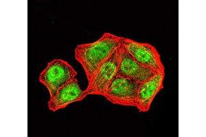 Immunofluorescence analysis of Hela cells using PMS2 mouse mAb (green). (PMS2 antibody  (AA 748-851))