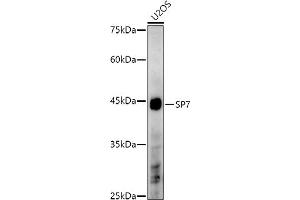 Western blot analysis of extracts of U2OS cells, using SP7 antibody (ABIN7270510) at 1:1000 dilution.