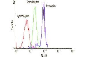 ABIN119249 staining of peripheral blood leucocytes. (CD97 antibody)