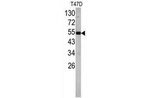 Image no. 1 for anti-Eukaryotic Translation Elongation Factor 1 alpha 1 (EEF1A1) (N-Term) antibody (ABIN452936)