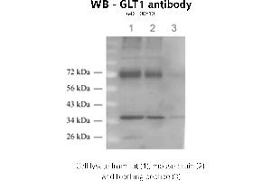 Image no. 1 for anti-Solute Carrier Family 1 (Glial High Affinity Glutamate Transporter), Member 2 (SLC1A2) (C-Term) antibody (ABIN346979) (SLC1A2 antibody  (C-Term))