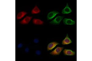 ABIN6258512 and ABIN6274729 staining Hela cells by IF/ICC. (MRPL13 antibody  (C-Term))
