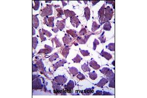 HSB Antibody (N-term) (ABIN657502 and ABIN2846527) immunohistochemistry analysis in formalin fixed and paraffin embedded human skeletal muscle followed by peroxidase conjugation of the secondary antibody and DAB staining. (HSPA12B antibody  (N-Term))