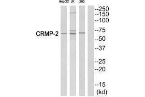 Western blot analysis of extracts from HepG2 cells, Jurkatcells and 293 cells, using CRMP-2 (Ab-522)antibody. (DPYSL2 antibody  (C-Term))