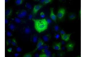 Anti-C17orf28 mouse monoclonal antibody (ABIN2452861) immunofluorescent staining of COS7 cells transiently transfected by pCMV6-ENTRY C17orf28 (RC206740). (HID1/DMC1 antibody)