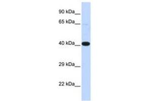 Image no. 1 for anti-Heat Shock Transcription Factor 2 Binding Protein (HSF2BP) (AA 72-121) antibody (ABIN6742528) (HSF2BP antibody  (AA 72-121))