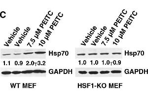 Western Blotting (WB) image for anti-Heat Shock Protein 70 (HSP70) antibody (ABIN361707)