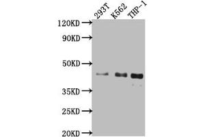 Western Blot Positive WB detected in: 293T whole cell lysate, K562 whole cell lysate, THP-1 whole cell lysate All lanes: Islet1 antibody at 1:1000 Secondary Goat polyclonal to rabbit IgG at 1/50000 dilution Predicted band size: 40 kDa Observed band size: 40 kDa (Recombinant ISL1 antibody)