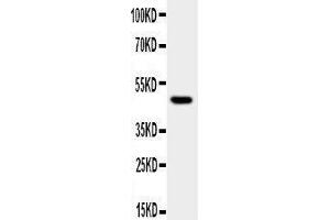 Anti-JNK1 antibody, Western blotting WB:  Cell Lysate (JNK antibody  (N-Term))