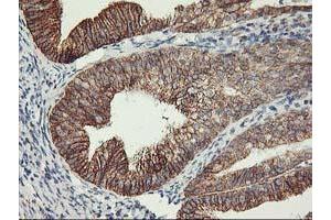 Image no. 4 for anti-TNF Receptor-Associated Protein 1 (TRAP1) antibody (ABIN1501499) (TRAP1 antibody)