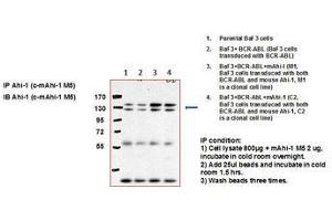 Image no. 1 for anti-Abelson Helper Integration Site 1 (AHI1) (C-Term) antibody (ABIN790758) (AHI1 antibody  (C-Term))