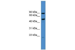 WB Suggested Anti-C3orf59 Antibody Titration: 0.