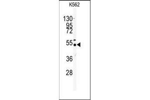 Western blot analysis of anti-GALK2 Antibody (N-term) in K562 cell line lysates (35ug/lane).