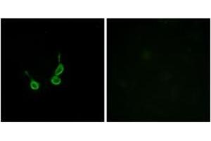 Immunofluorescence analysis of HepG2 cells, using GPR150 Antibody. (GPR150 antibody  (AA 361-410))