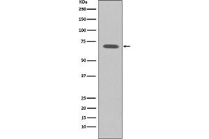 Western blot analysis of Raf1 expression in K562 cell lysate. (Recombinant RAF1 antibody)