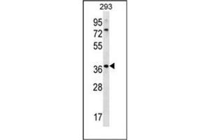 Western blot analysis of OR6X1 Antibody (C-term) in 293 cell line lysates (35ug/lane). (OR6X1 antibody  (C-Term))